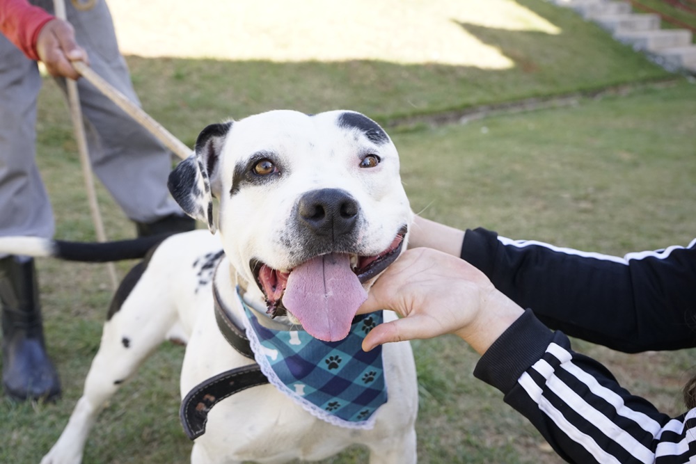 Pouso Alegre realiza 2ª etapa da vacinação antirrábica para cães e gatos neste sábado